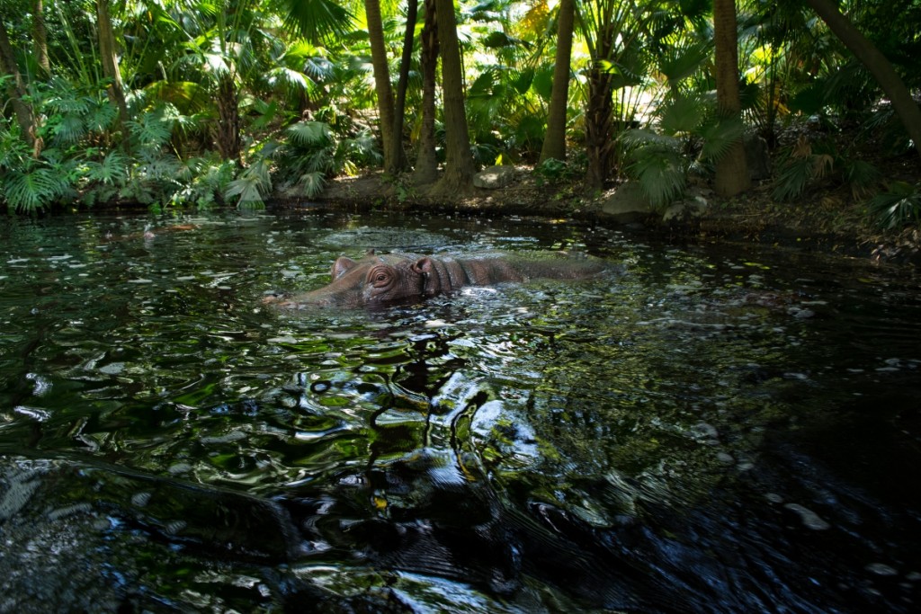 Don't worry, hippos only attack when they wiggle their ears