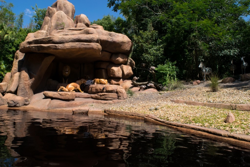 Have any of you seen Simba?