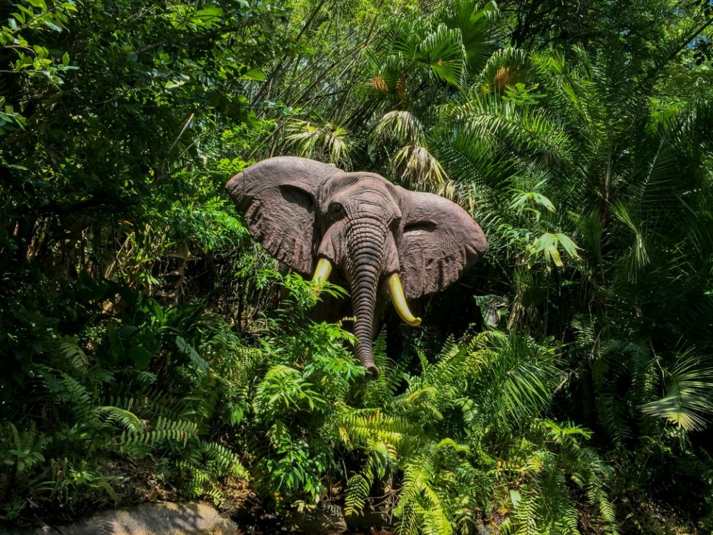 How can you tell this is an African elephant? Because that's what the script says